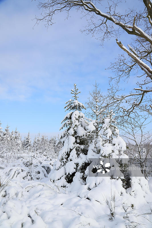 雪后的冬季森林:阳光明媚的冬日,被白雪覆盖的云杉,德国北莱茵-威斯特法伦锡根兰罗塔尔施泰格图片素材