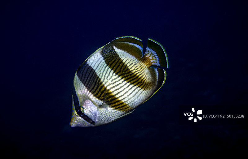 带状蝴蝶鱼图片素材