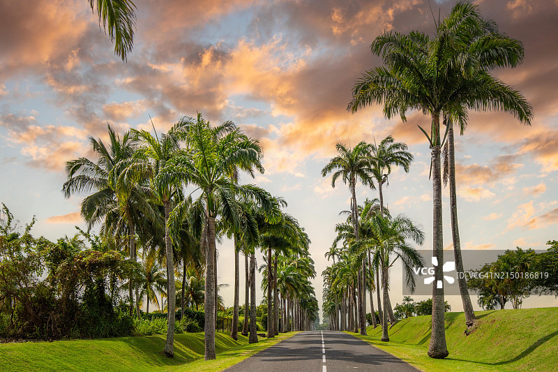杜马努瓦尔著名棕榈大道日落景观，位于瓜德罗普图片素材