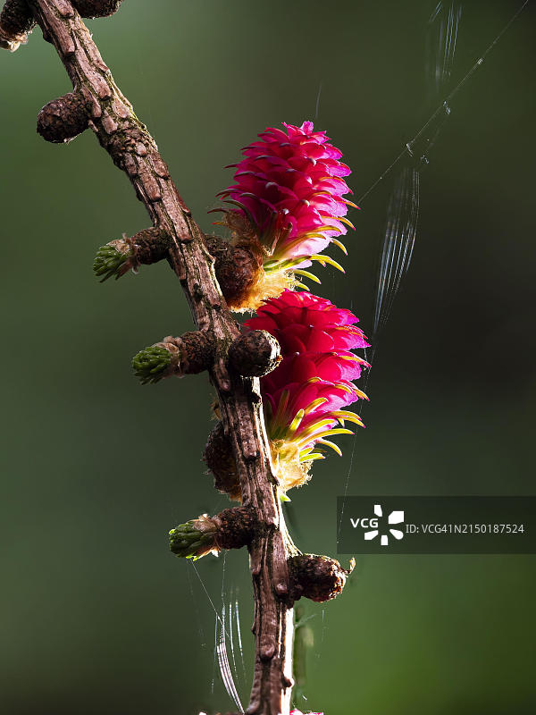 落叶松枝头的雌花，德国北莱茵-威斯特法伦图片素材