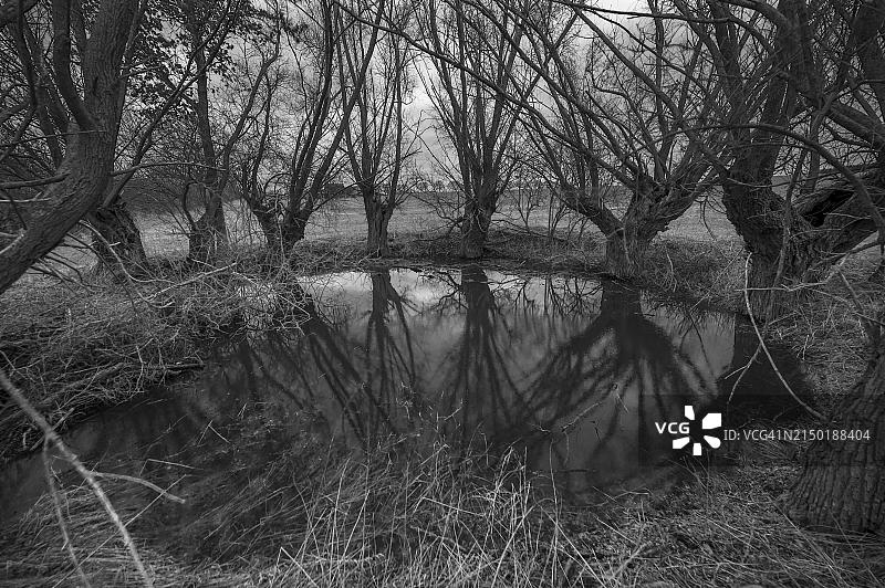 德国梅克伦堡-前波莫瑞水洼中倒映的鬼魅柳树图片素材