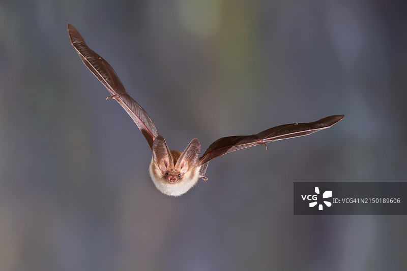 从越冬地飞出的棕色长耳蝙蝠图片素材