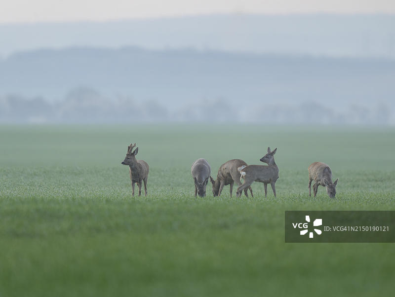 欧洲狍（Capreolus capreolus），一群在田野里跳跃的野生动物，德国图林根图片素材