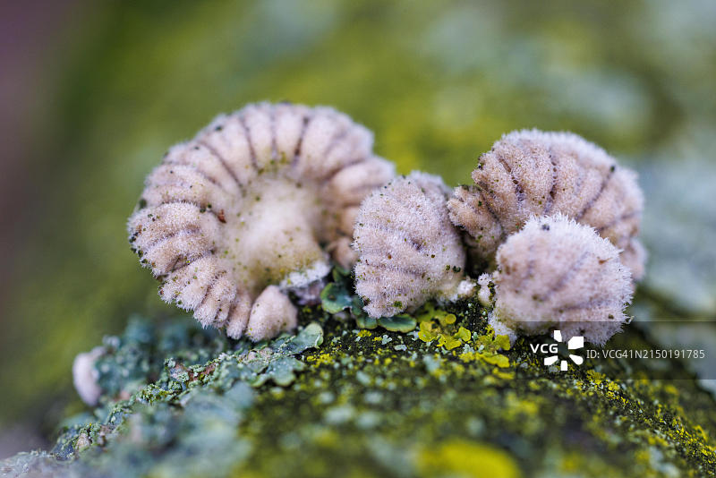 德国欧洲山毛榉树干上的树木真菌和地衣图片素材