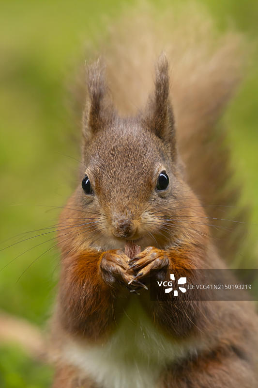 红松鼠在英国约克郡啃食坚果图片素材