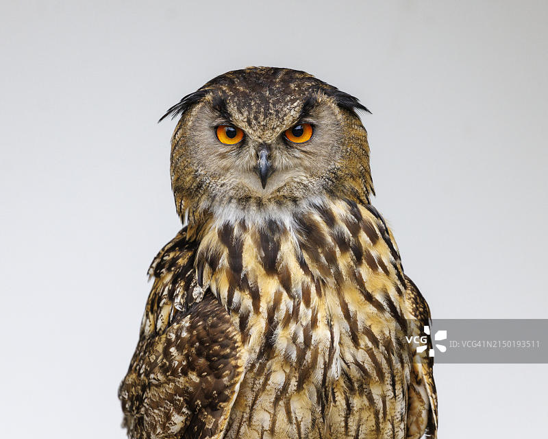 德国欧亚雕鸮图片素材