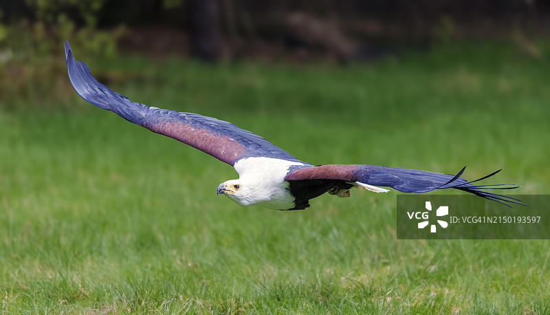 非洲海雕，德国，欧洲图片素材