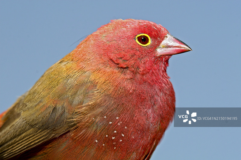 红嘴火雀图片素材