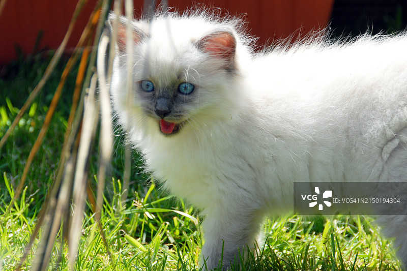 在花园里玩耍的布偶小猫图片素材