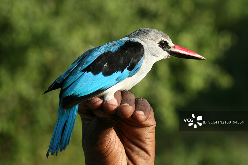 林地翠鸟图片素材