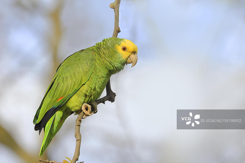 黄头亚马逊鹦鹉，德国斯图加特图片素材