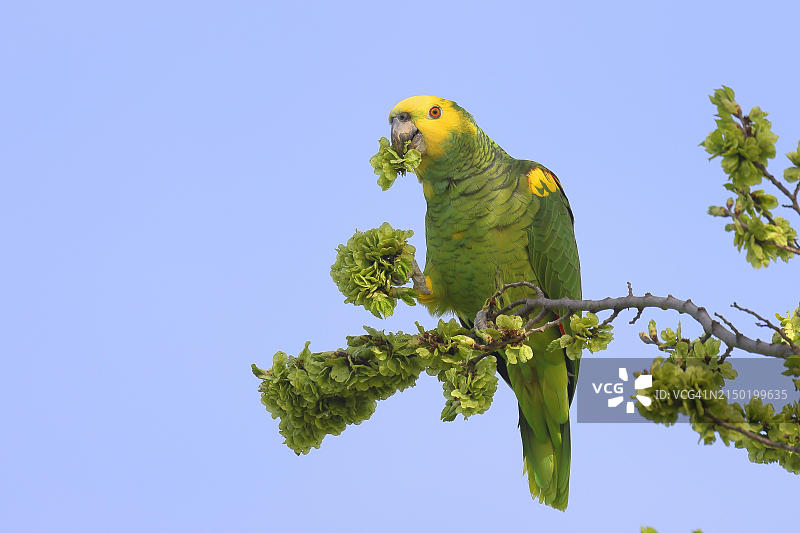 正在进食的黄头亚马逊鹦鹉，德国巴登-符腾堡州斯图加特图片素材