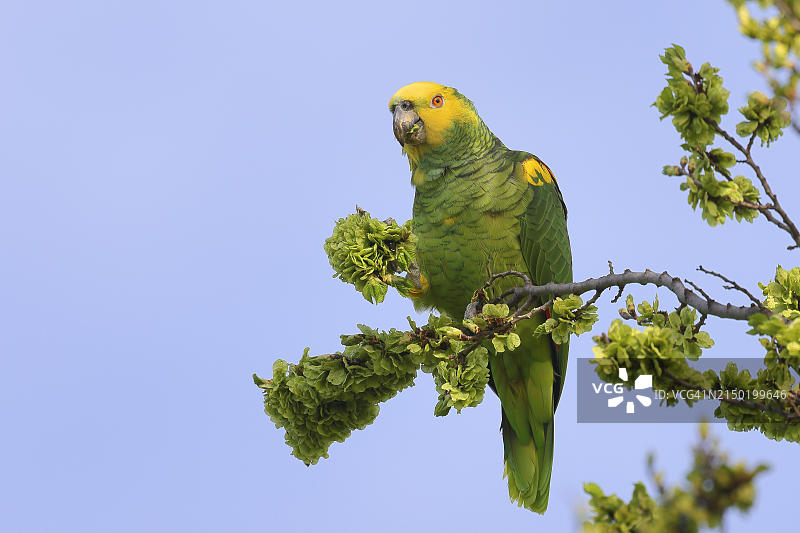正在进食的黄头亚马逊鹦鹉，德国巴登-符腾堡州斯图加特图片素材