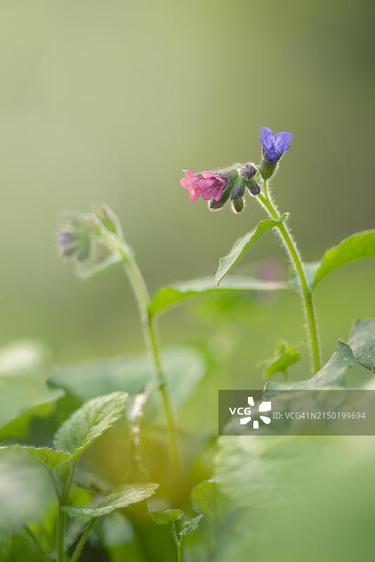 spotted lungwort (Pulmonaria officinalis)的特写图片素材