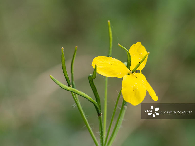 奥地利施蒂利亚省莱奥本市的大白屈菜图片素材