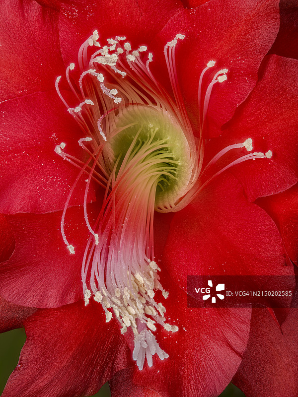 德国：剑花、叶仙人掌或兰花仙人掌的红色花朵特写图片素材