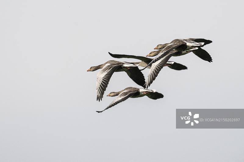 灰雁飞行，德国下萨克森州埃姆斯兰地区图片素材