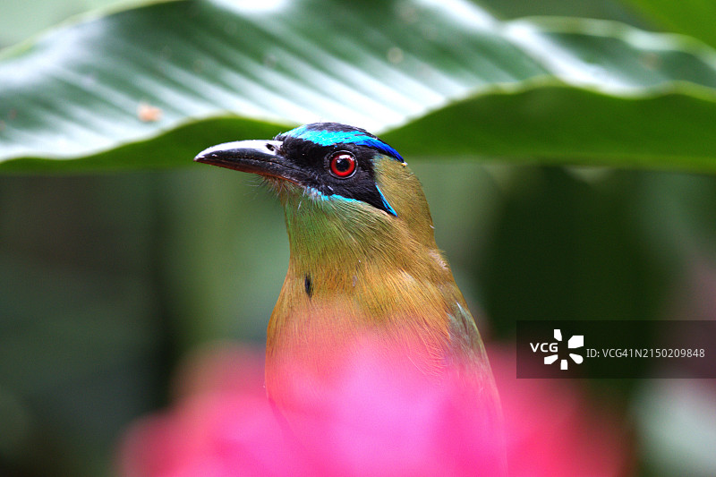 绿眉翠鴗图片素材