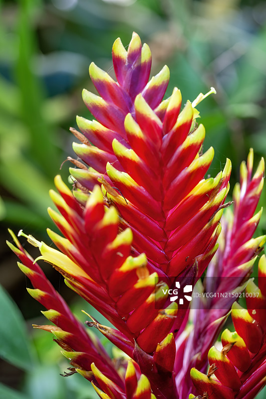 卡丽娜塔铁兰花图片素材