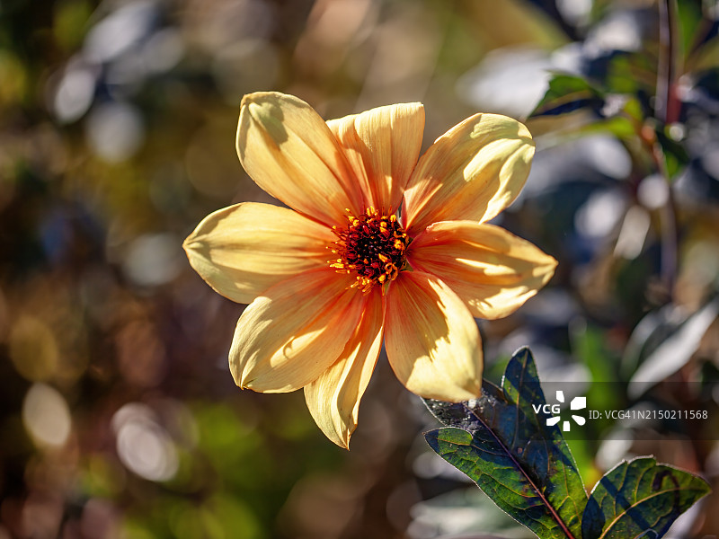 大丽花 ‘月火’图片素材