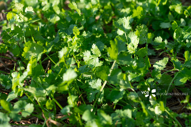 农场里的香菜叶特写图片素材