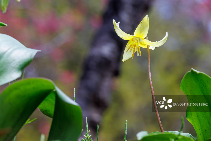 美丽的冰川百合花图片素材