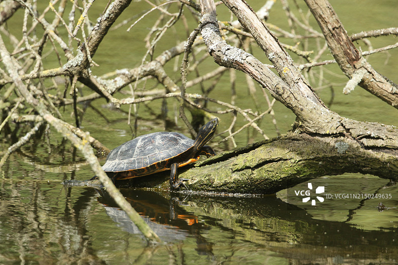一只水龟或海龟，在河中的树干上休息。一种在英国被放生的非本地物种。图片素材