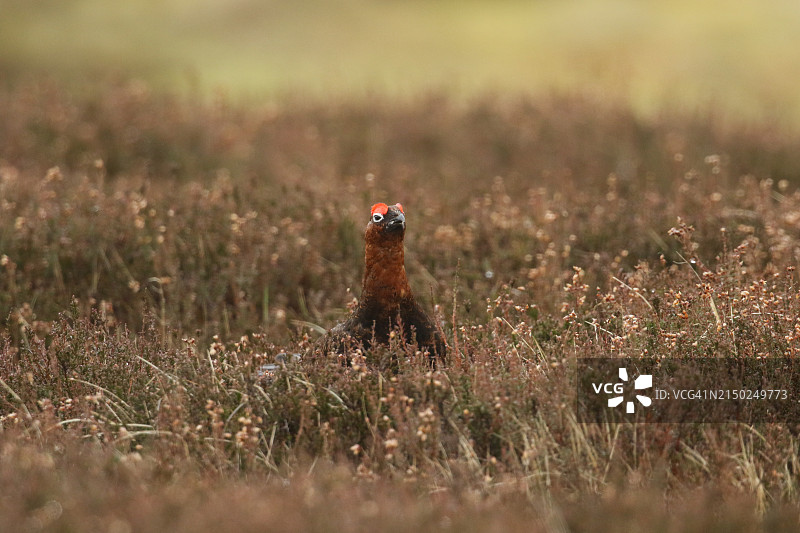 一只漂亮的雄性红雷鸟在春天沼泽中图片素材