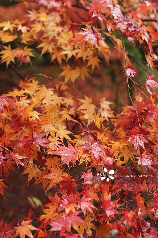 日本京都雨后的美丽秋叶 - 雨后的日本枫叶（红叶）图片素材