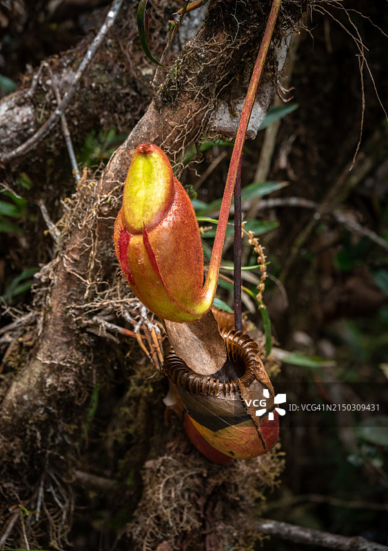婆罗洲猪笼草，生长在马来西亚京那巴鲁公园的森林中图片素材