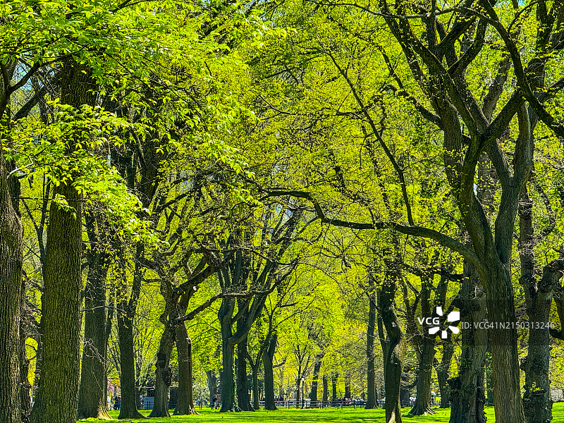 纽约中央公园的榆树图片素材