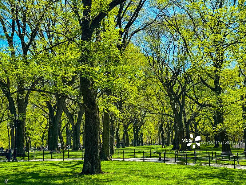 纽约中央公园的榆树图片素材