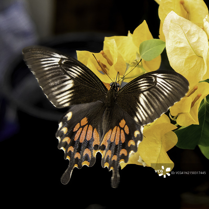 蝴蝶在黄花上授粉的特写图片素材
