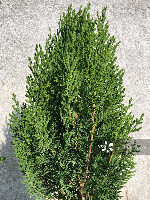 俯视角度拍摄的田野植物，尼泊尔巴格马蒂戈卡内斯瓦图片素材