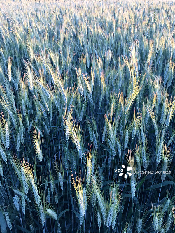麦田全景拍摄图片素材