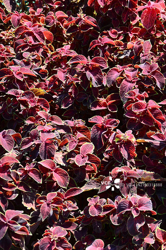 粉色植物的完整画面图片素材