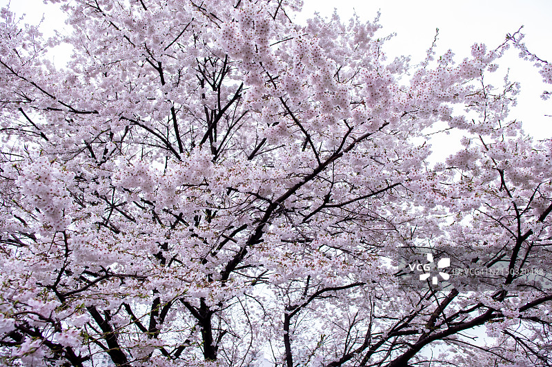 樱花树的低角度视图图片素材