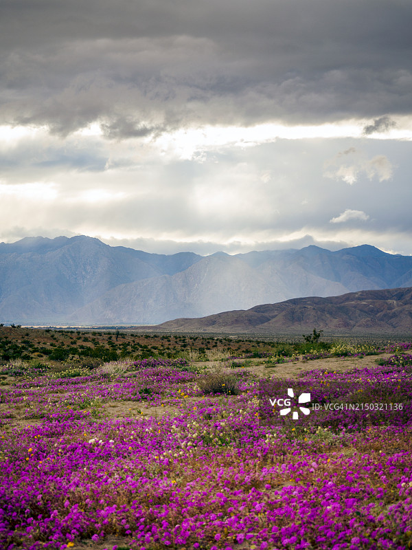 加利福尼亚州博雷戈斯普林斯紫色花卉田野风景图片素材