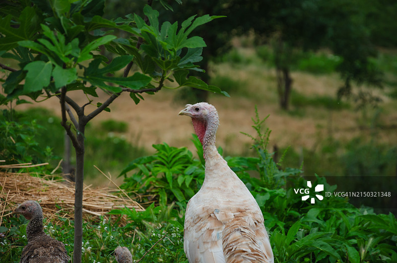 栖息在草地上的孔雀特写图片素材