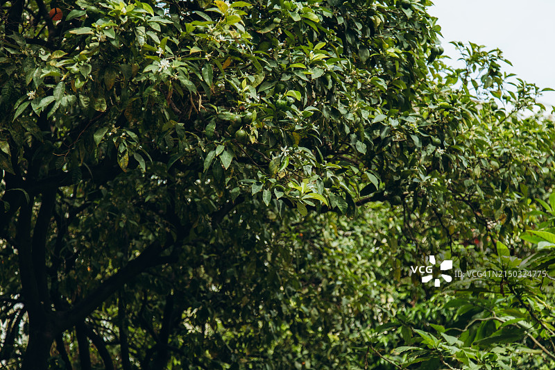 结满绿色和橘色橘子的大橘子树图片素材