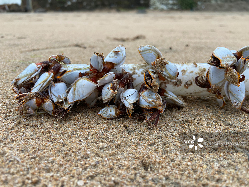 卡兰古特海滩上的茗荷贝图片素材