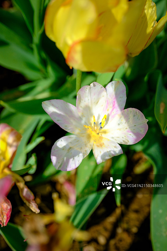 郁金香和春天的花朵图片素材