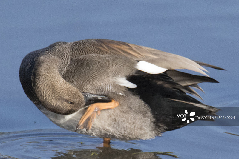在水中用带蹼的脚梳理毛发的 Gadwall 鸭雄性图片素材