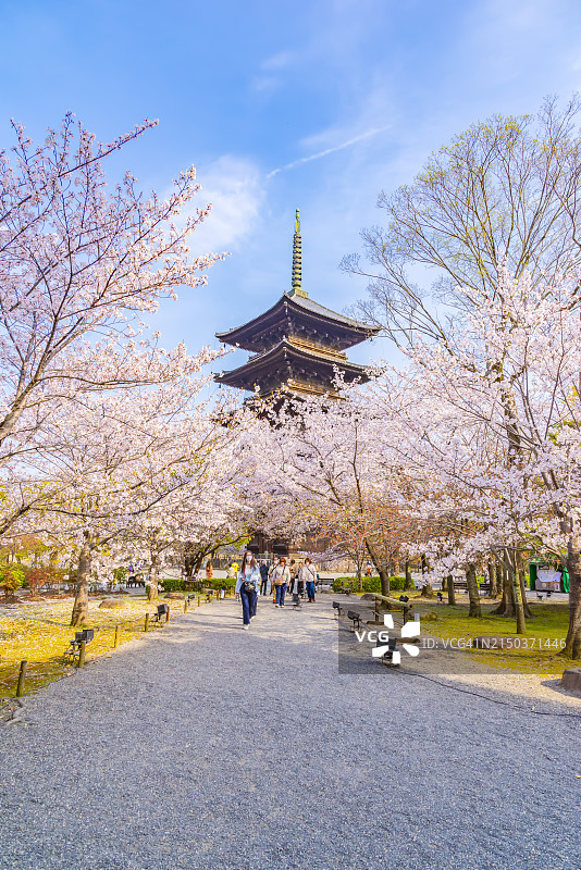 京都东寺粉色樱花树下的木塔美景图片素材