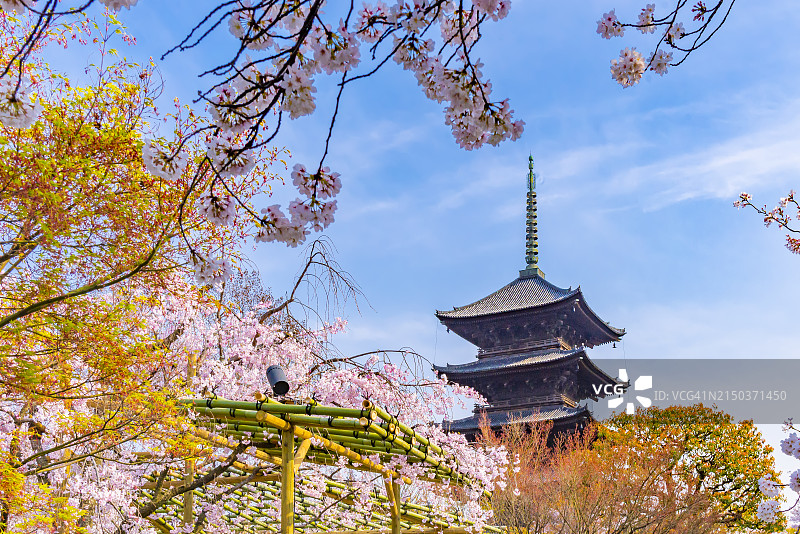 京都东寺粉色樱花树下的木塔美景图片素材