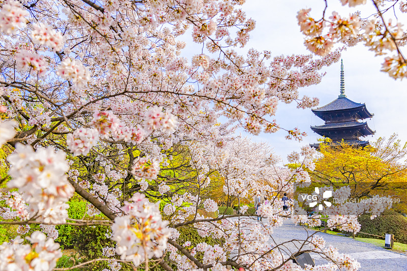 京都东寺粉色樱花树下的木塔美景图片素材