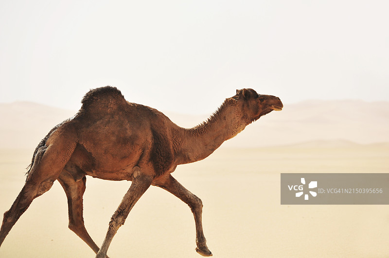 沙漠中的骆驼：耐力概念图片素材
