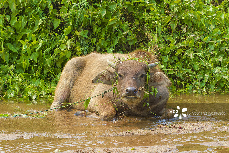 清莱府（泰国）的家养水牛图片素材