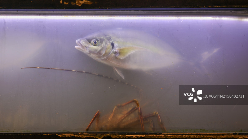 横滨寿司店的精选鲜活海鲜图片素材