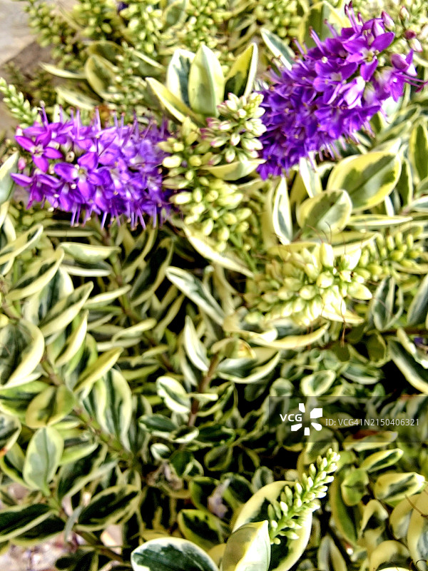 弗鲁蒂科萨赫贝图片素材